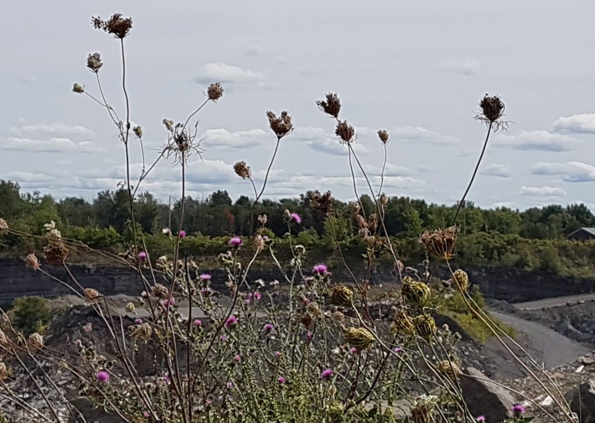Thistle over quarry