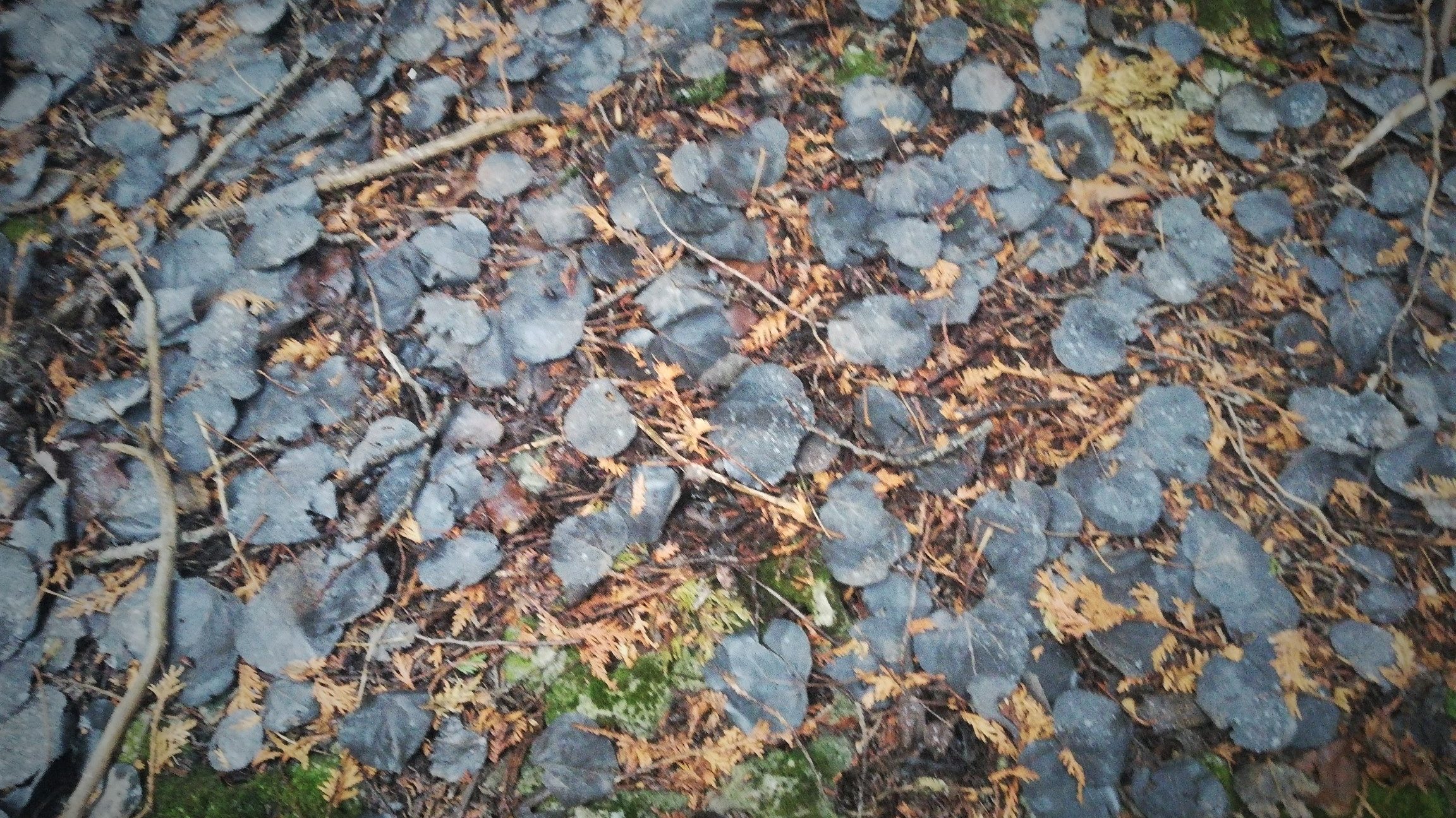 Dark soil - shadow - leaves